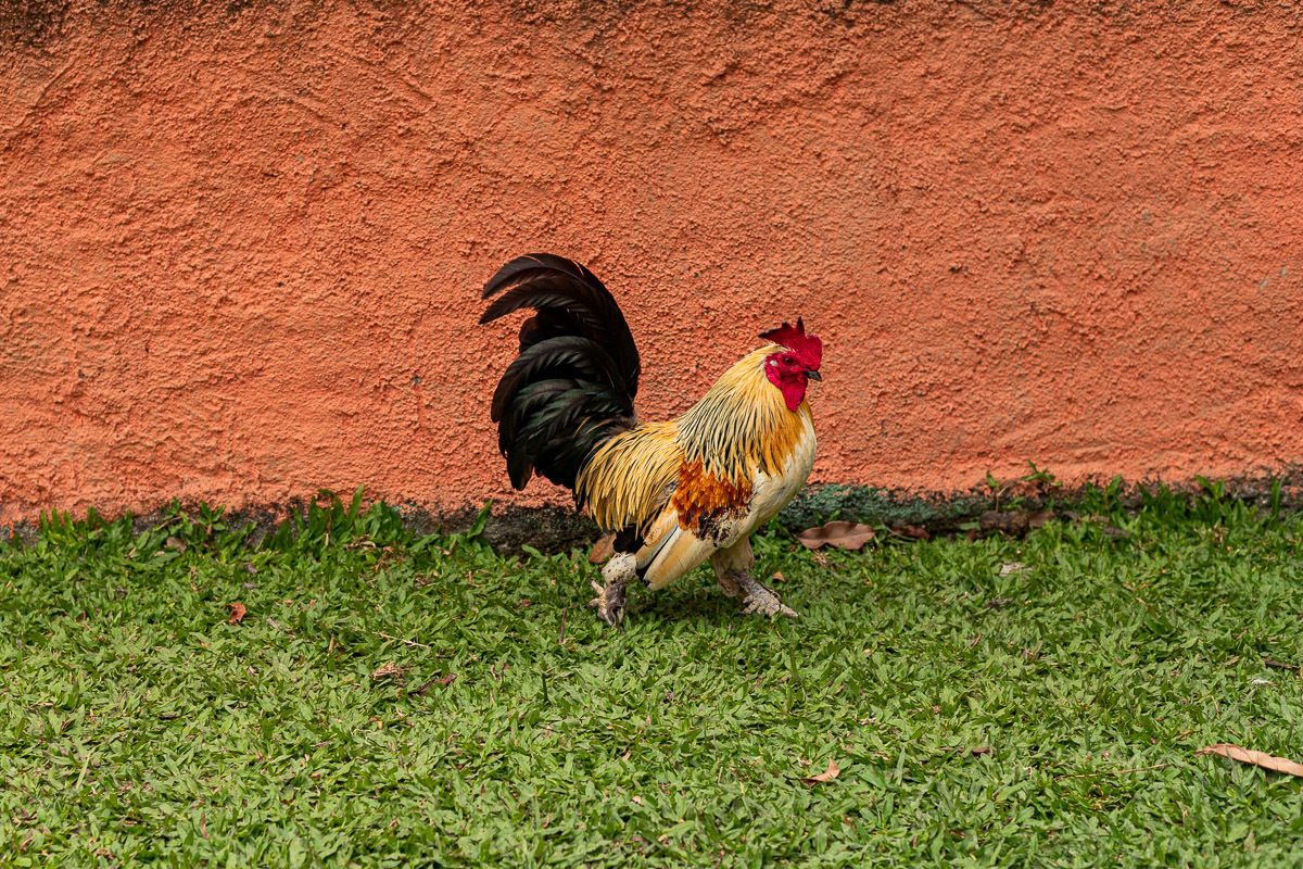 Fotografia Documental de Família Rio de Janeiro, Fazendinha Rio, Ensaio de Família, Carol Salgado Fotografia