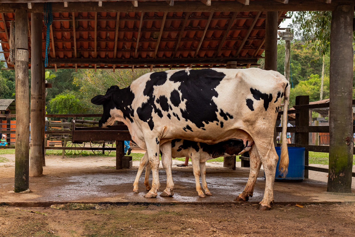 Fotografia Documental de Família Rio de Janeiro, Fazendinha Rio, Ensaio de Família, Carol Salgado Fotografia