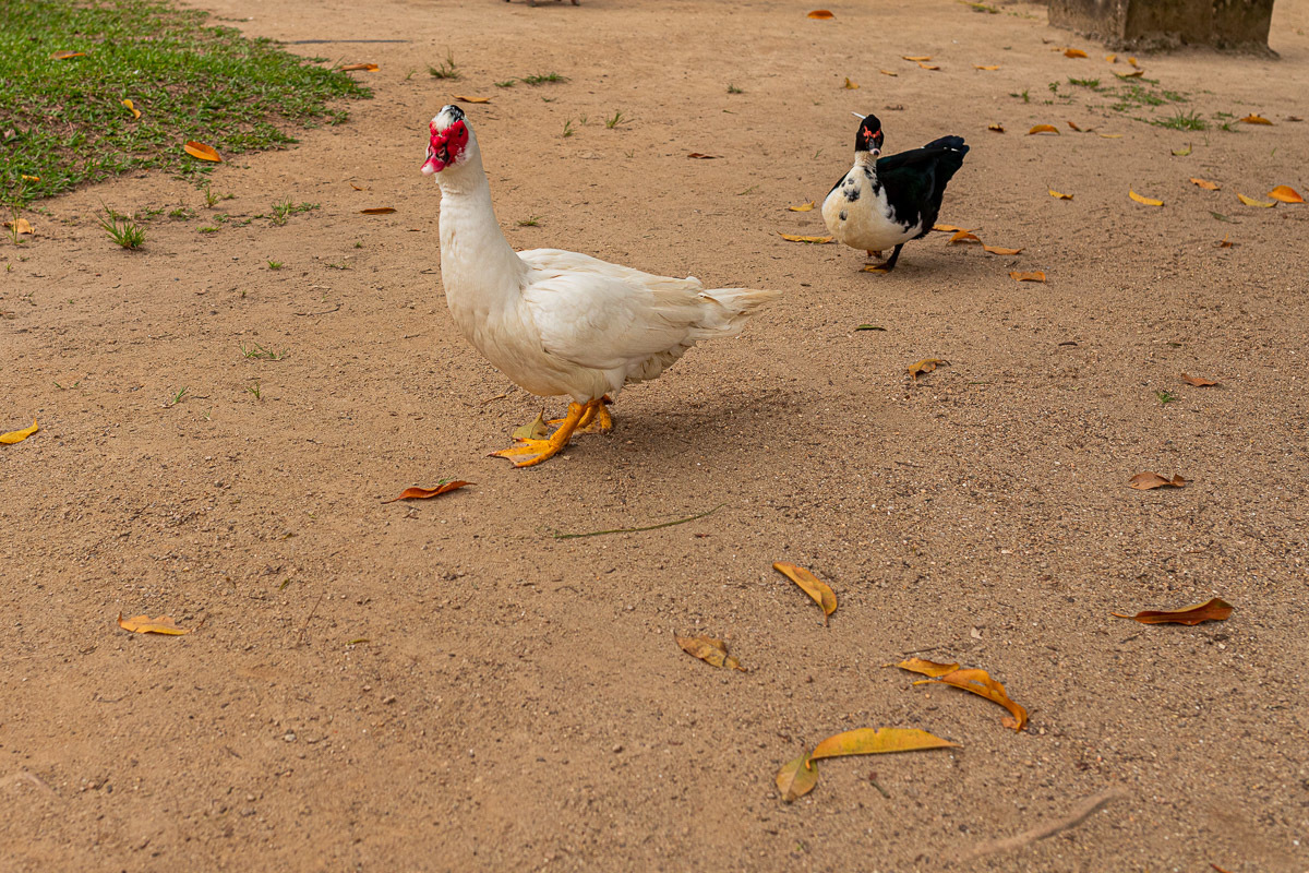 Fotografia Documental de Família Rio de Janeiro, Fazendinha Rio, Ensaio de Família, Carol Salgado Fotografia