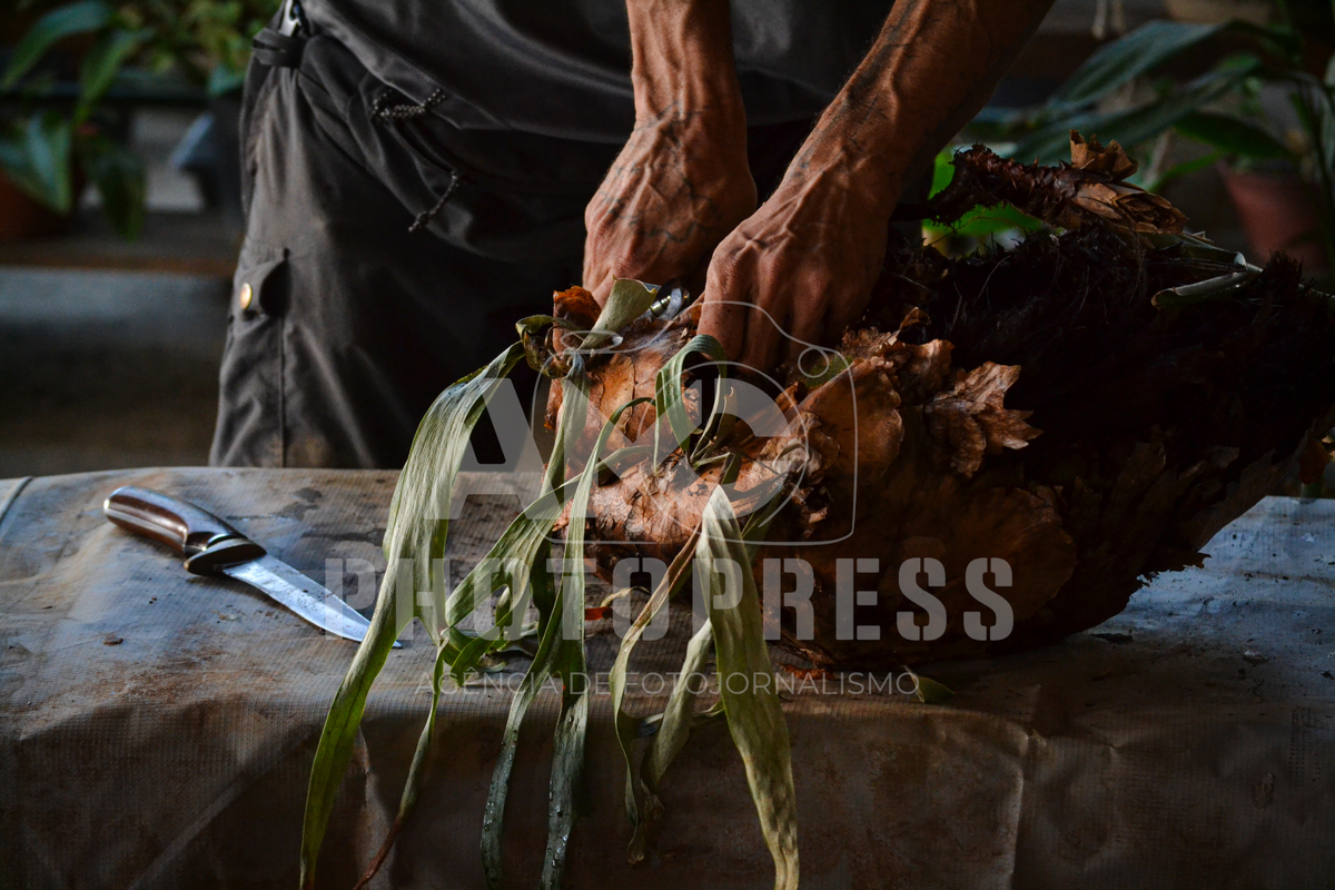 2025 © Marcio Curvello. AMC Photopress. Todos os direitos reservados – Lei 9.610/98