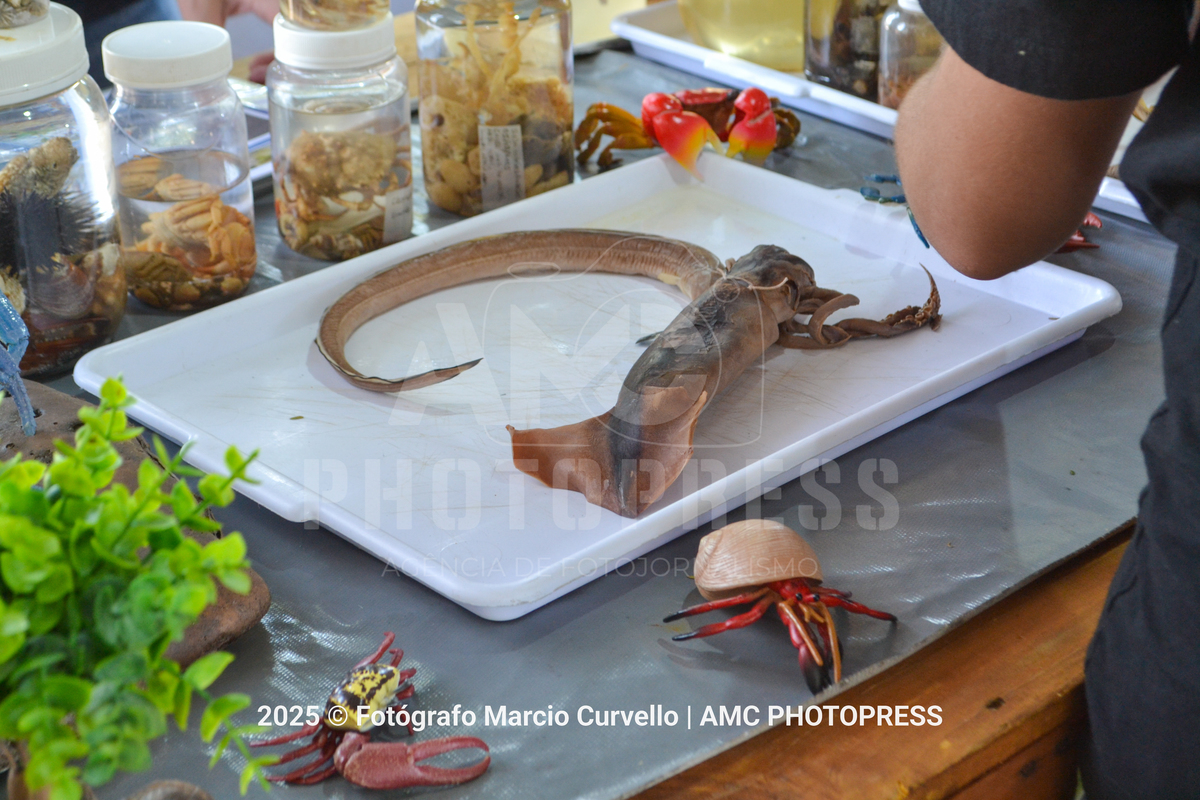 Foto: @fotografomarciocurvello 
2025 © AMC Photopress. Todos os direitos reservados - Lei 9610/98