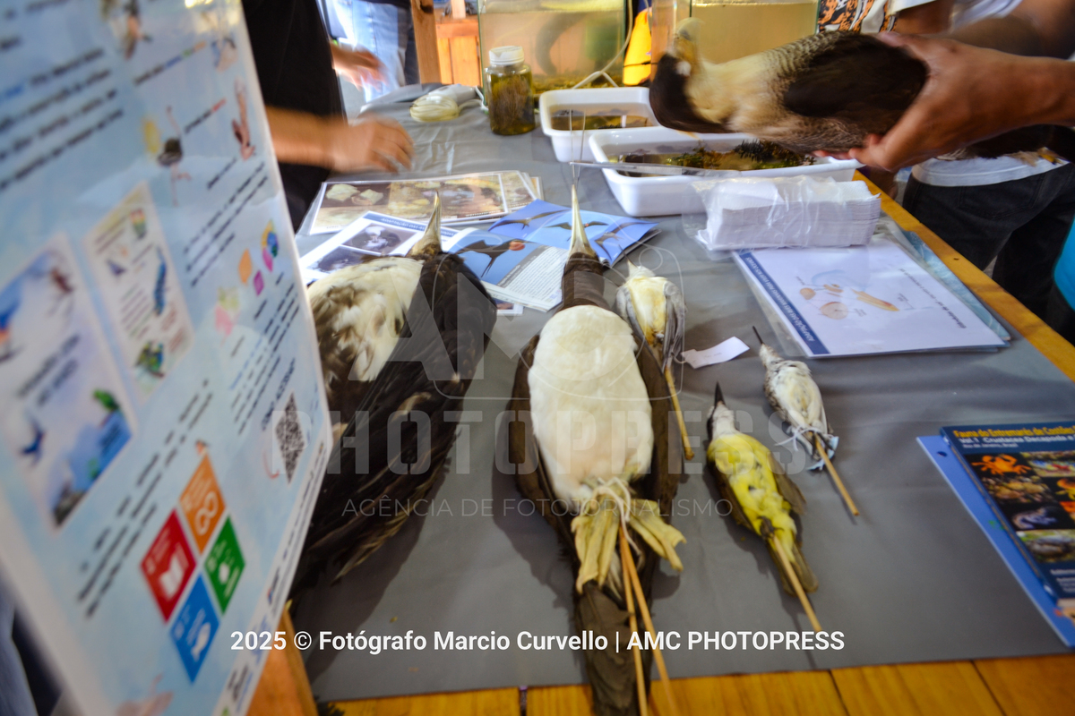 Foto: @fotografomarciocurvello 
2025 © AMC Photopress. Todos os direitos reservados - Lei 9610/98