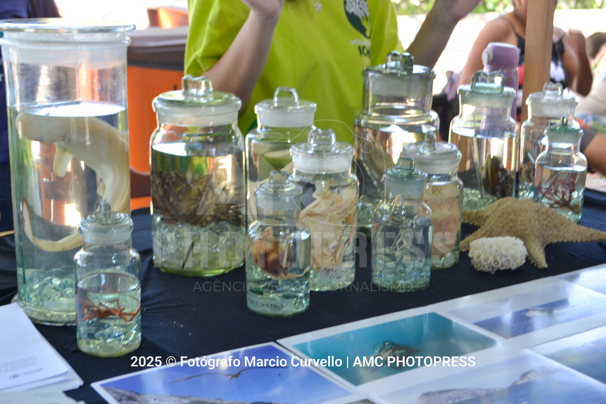 Foto: @fotografomarciocurvello 
2025 © AMC Photopress. Todos os direitos reservados - Lei 9610/98