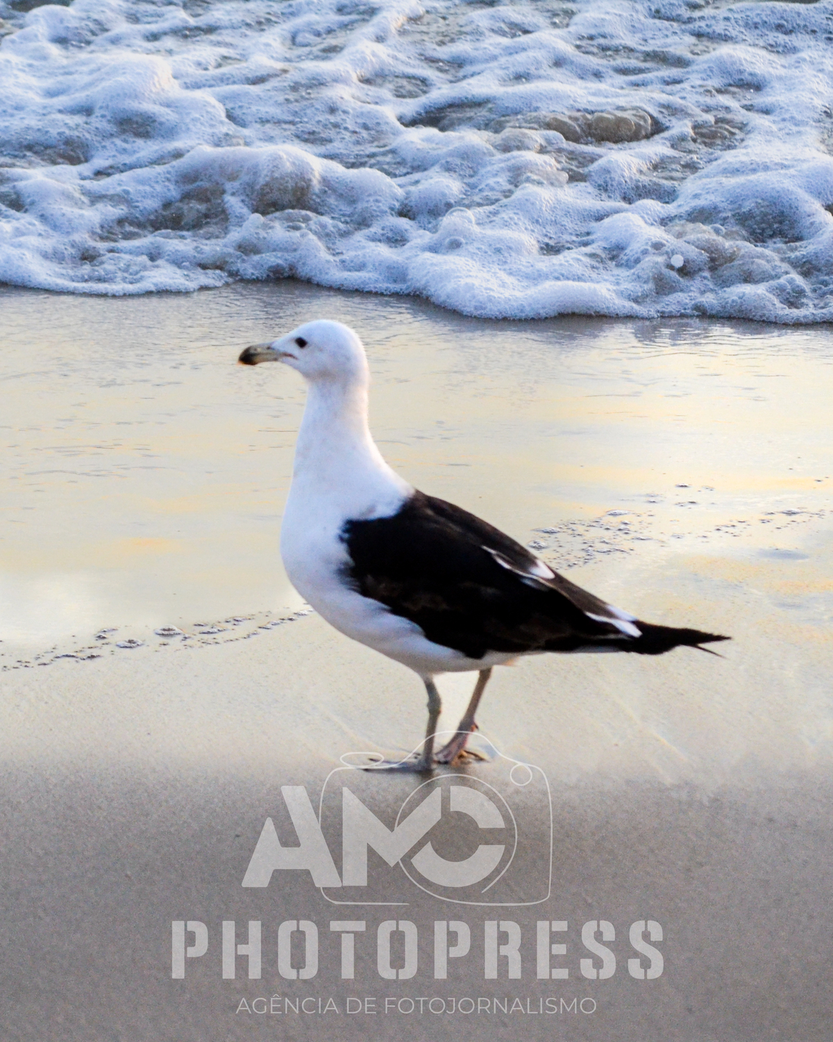 2026 © AMC Photopress. Todos os direitos reservados - Lei 9610/98