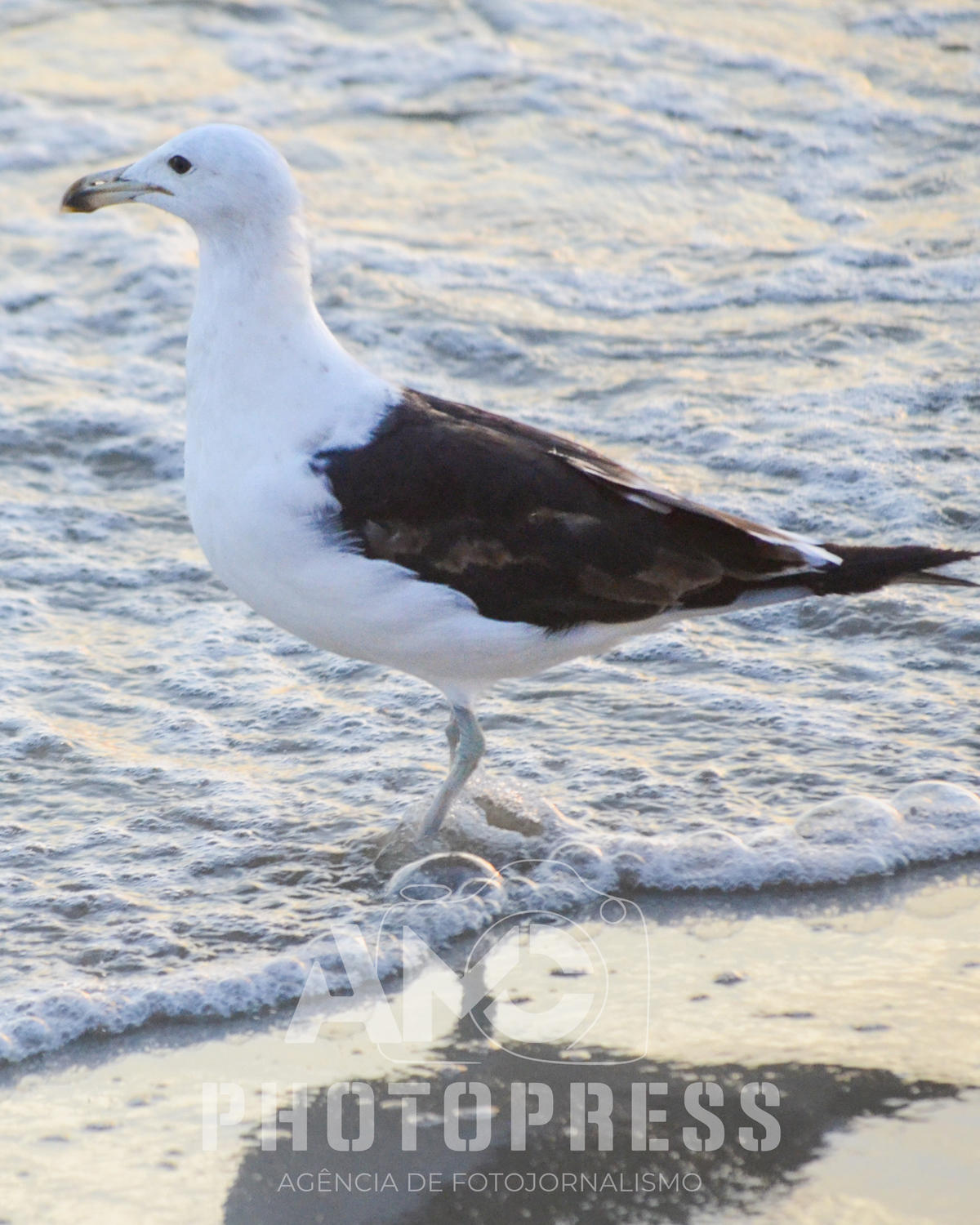 2026 © AMC Photopress. Todos os direitos reservados - Lei 9610/98