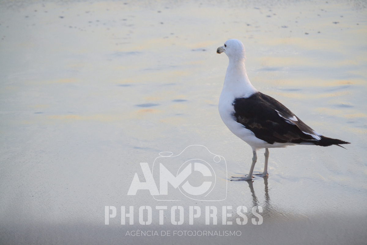 2026 © AMC Photopress. Todos os direitos reservados - Lei 9610/98