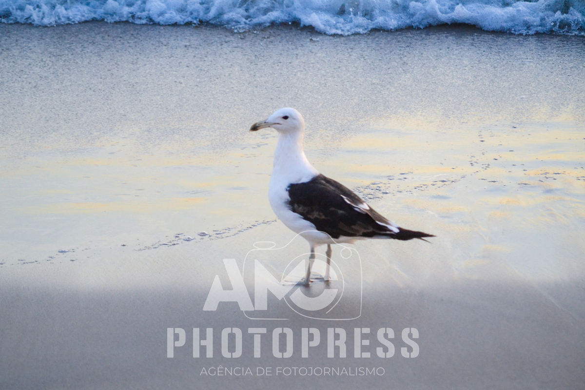 2026 © AMC Photopress. Todos os direitos reservados - Lei 9610/98