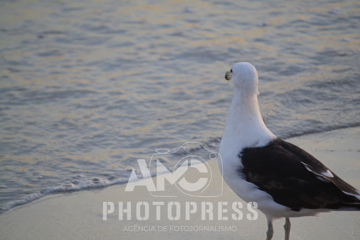 2026 © AMC Photopress. Todos os direitos reservados - Lei 9610/98