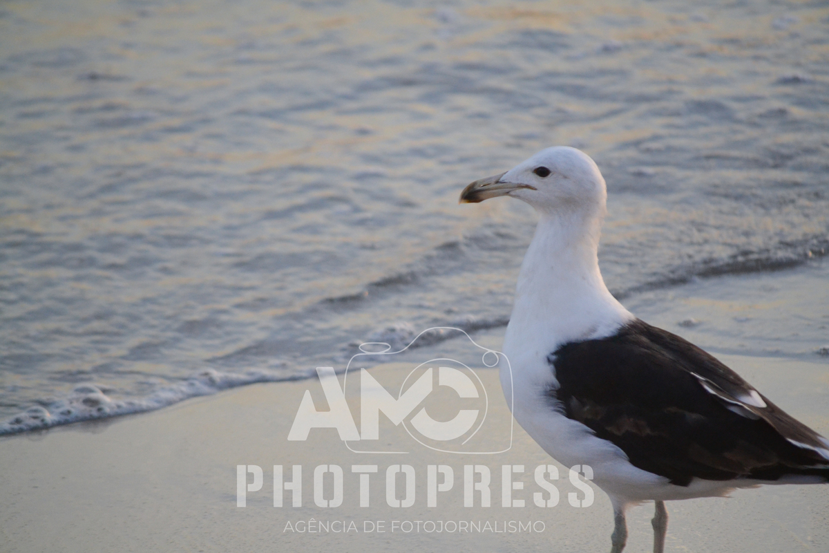 2026 © AMC Photopress. Todos os direitos reservados - Lei 9610/98