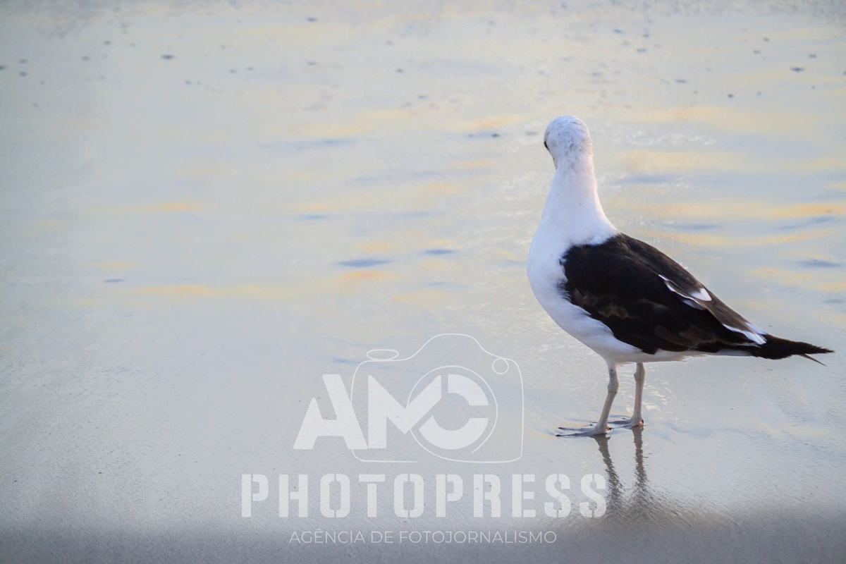 2026 © AMC Photopress. Todos os direitos reservados - Lei 9610/98
