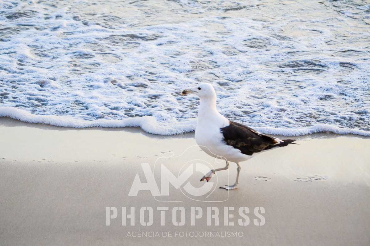 2026 © AMC Photopress. Todos os direitos reservados - Lei 9610/98