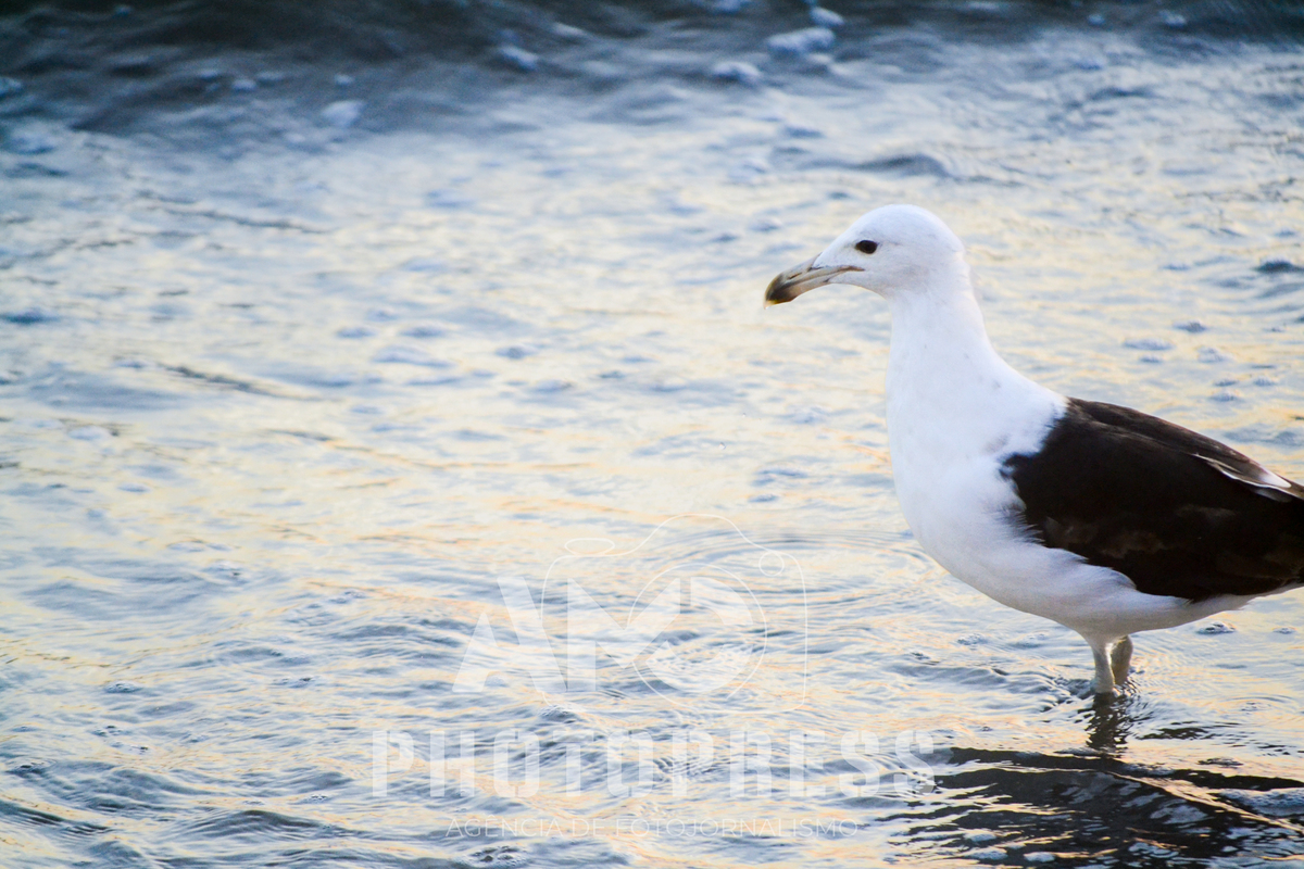 2026 © AMC Photopress. Todos os direitos reservados - Lei 9610/98