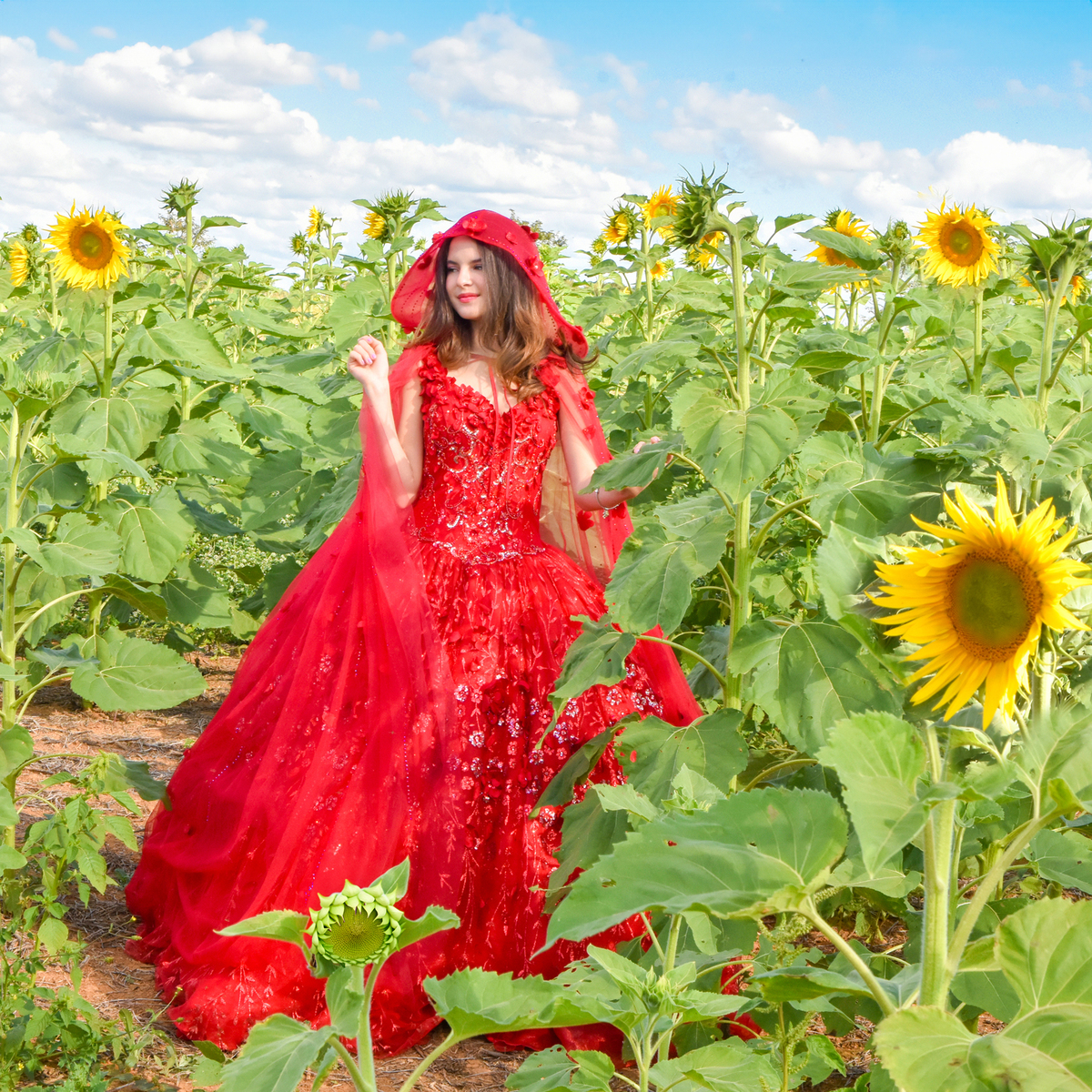 fotos nos girassóis