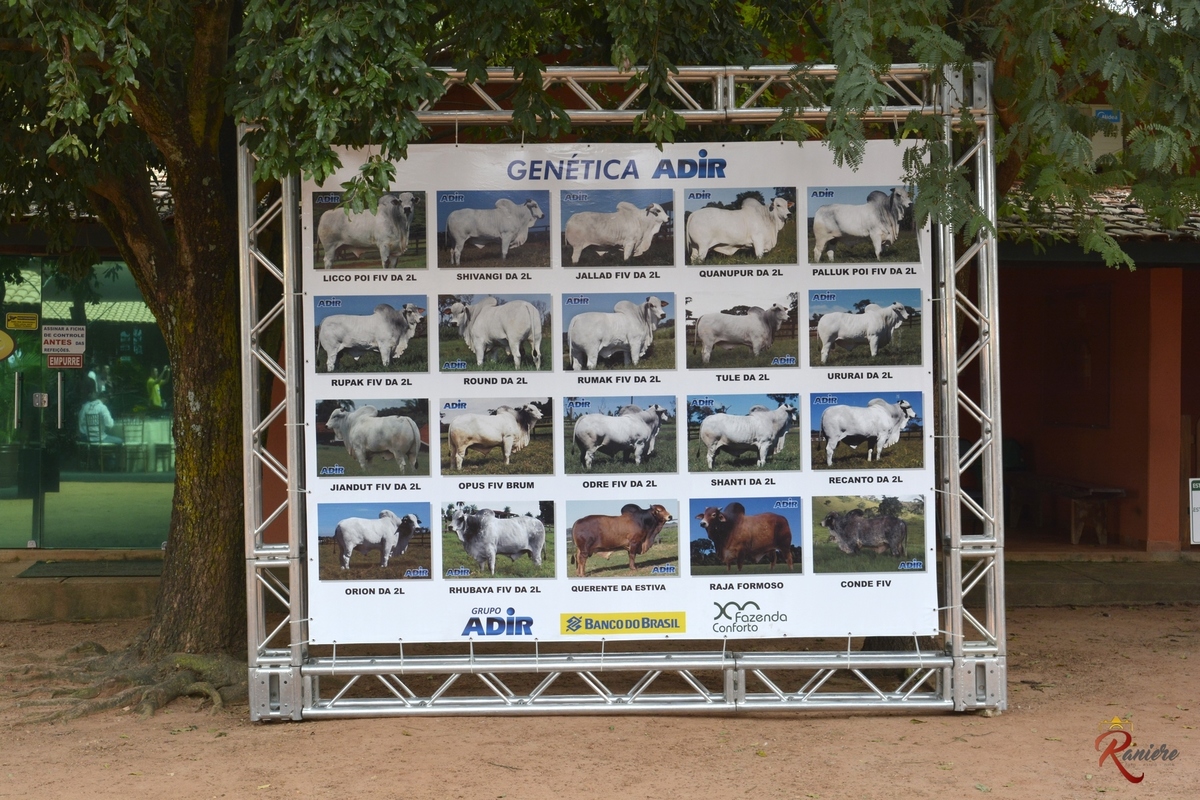 Melhoramento genético de gado Genética Adir