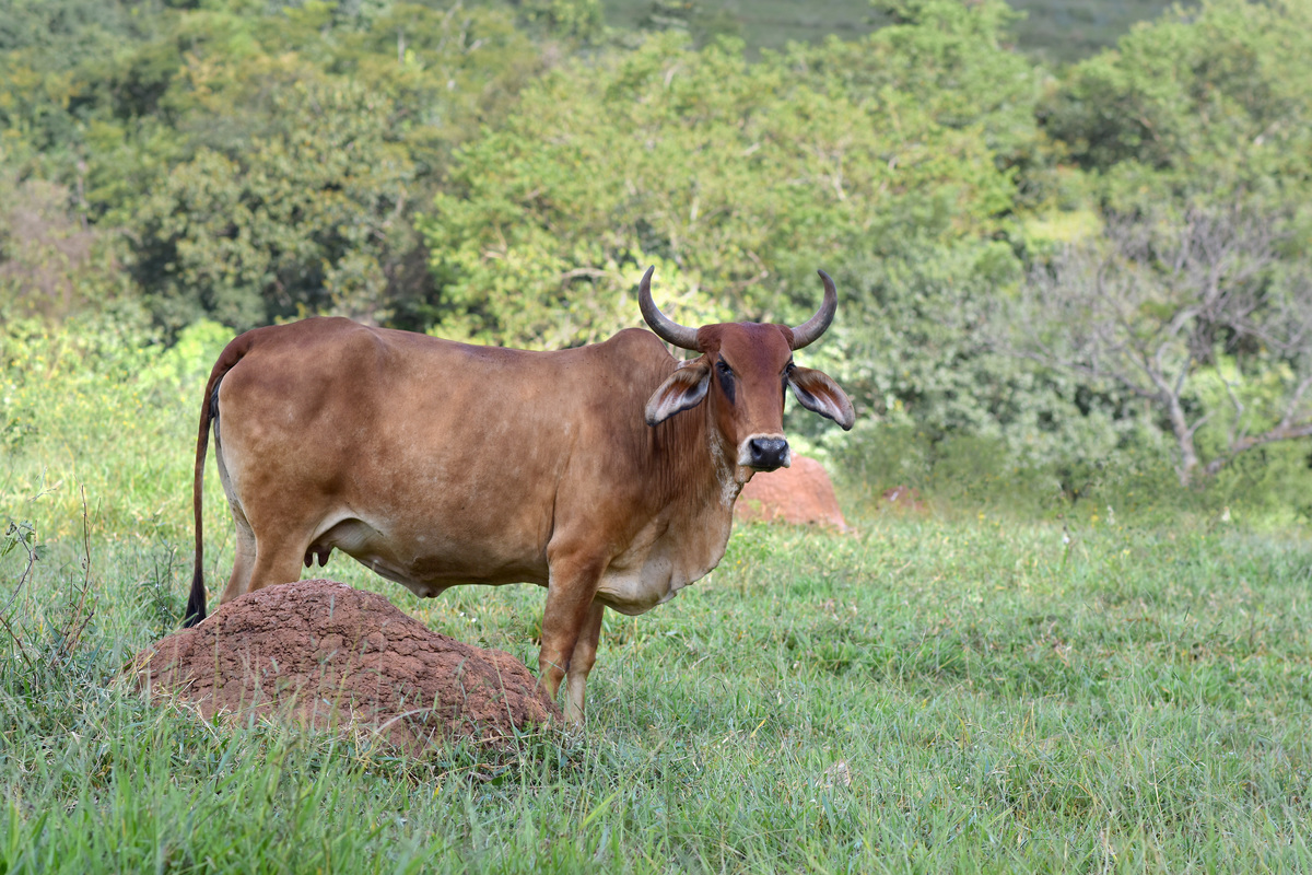 Chácaras pra finais de semana em Itaberaí GO
