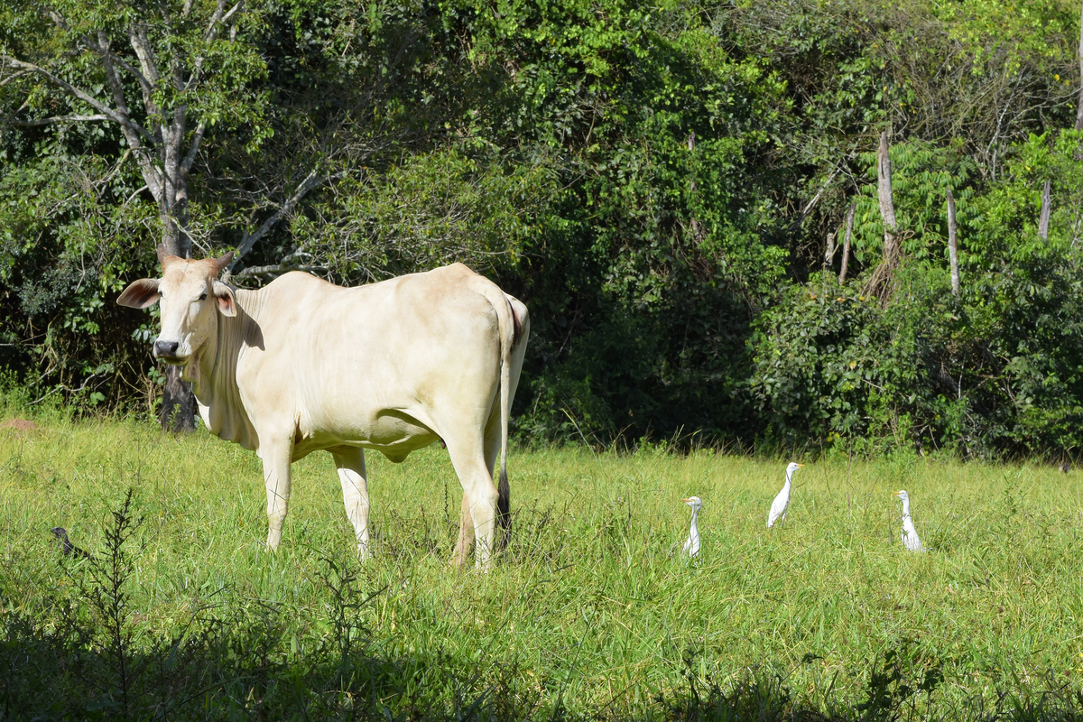 fotos de gado na chacara Moreira
