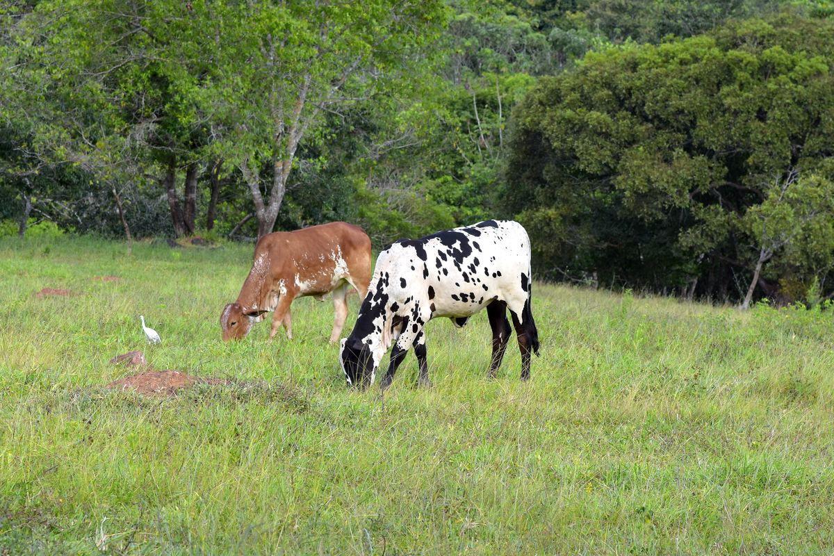 Chácaras pra finais de semana em Itaberaí GO