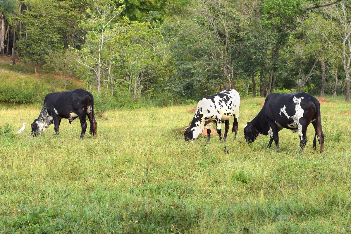 Chácaras pra finais de semana em Itaberaí GO