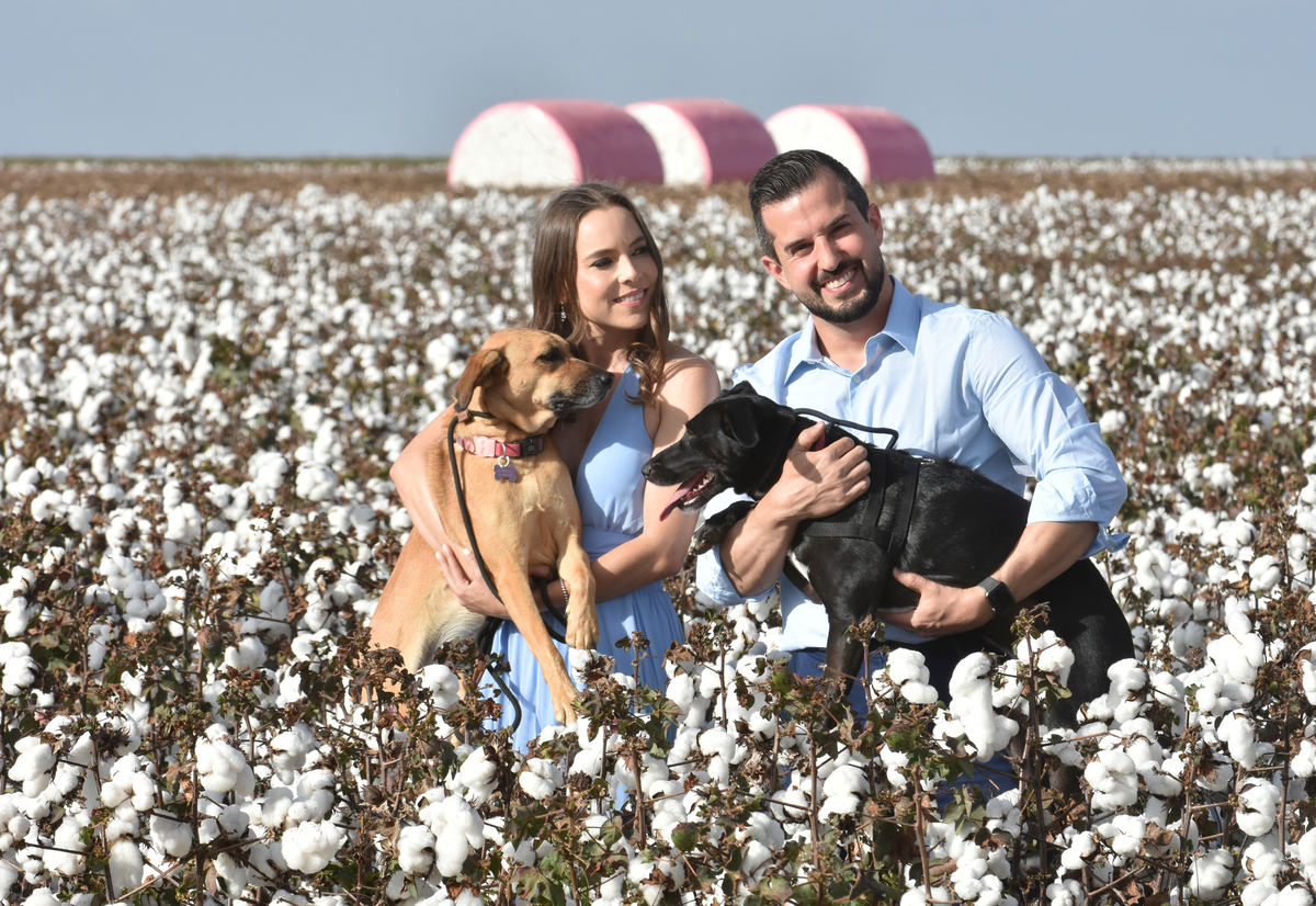 Pre wedding no Campo de algodão