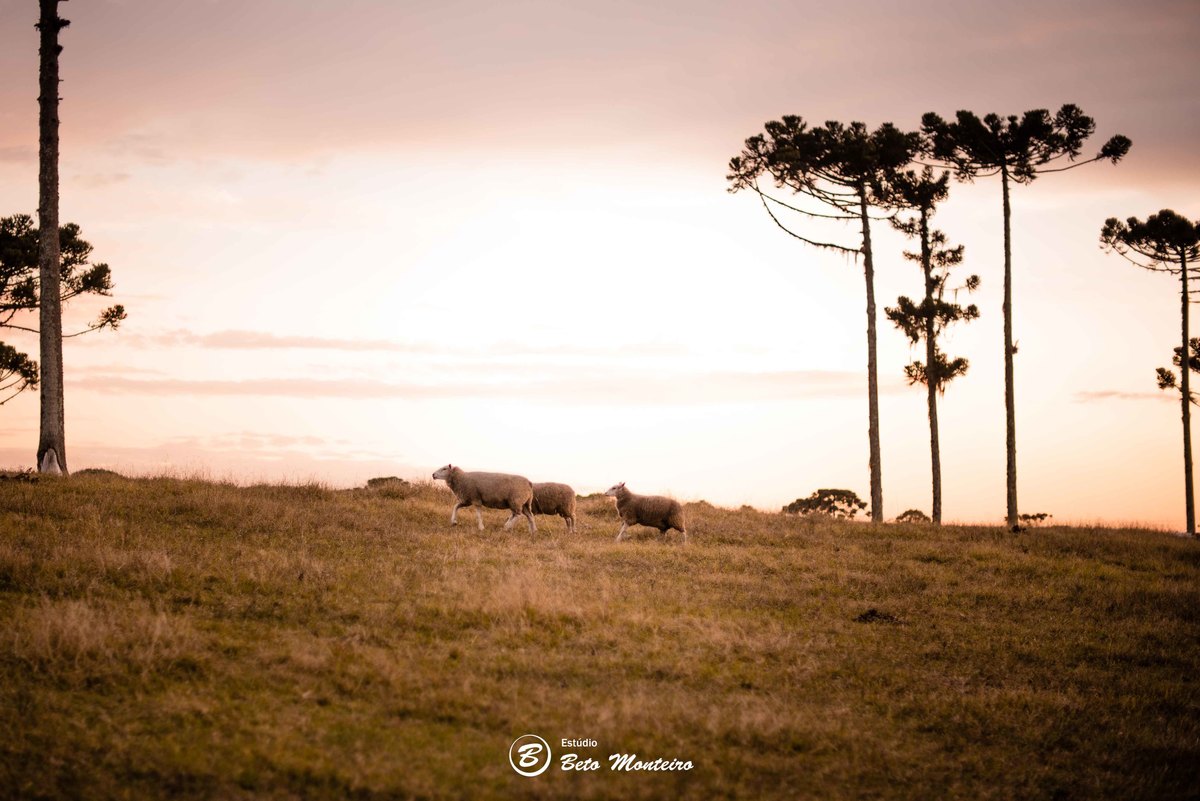 Book fotográfico Infantil - Book de fotos - Book de Criança - Book de Bebê - Book Menina - Book Menino - Estúdio Beto Monteiro - Curitiba - outono - haras - familia