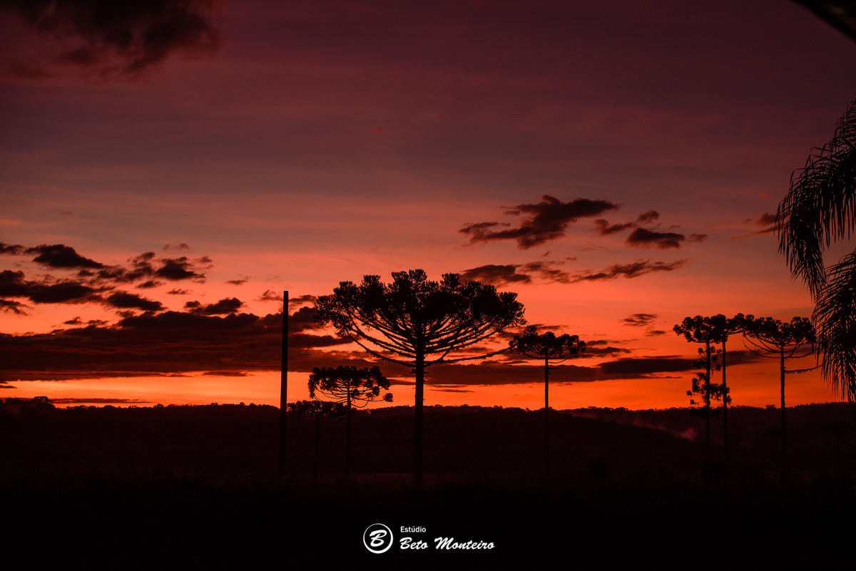 haras - cabanha matoski - foto de cavalo - empresarial - corporativo - drone - empresa de drone - foto de drone - curitiba - sao jose dos pinhais 