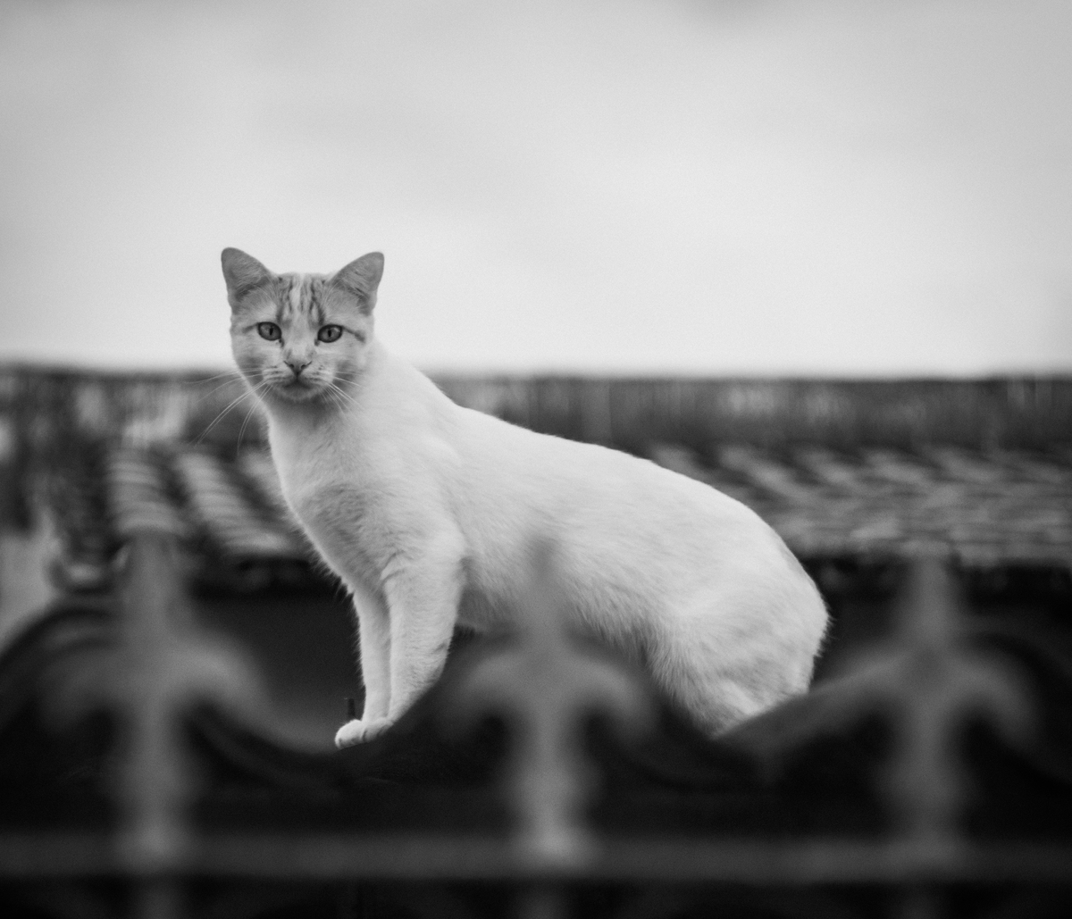 Gato em Taguatinga DF