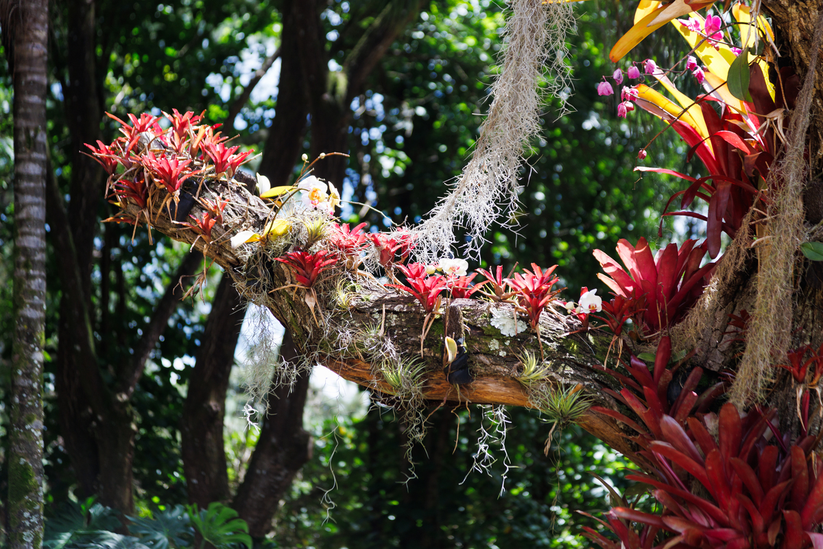 Jardim Botânico de Brasília
