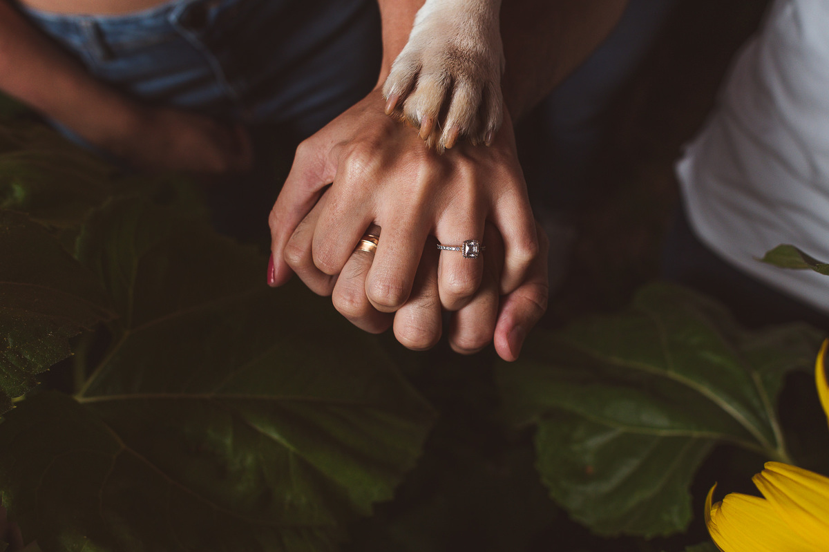 ensaio romantico ao por do sol, ensaio, girassol, rio paranaiba