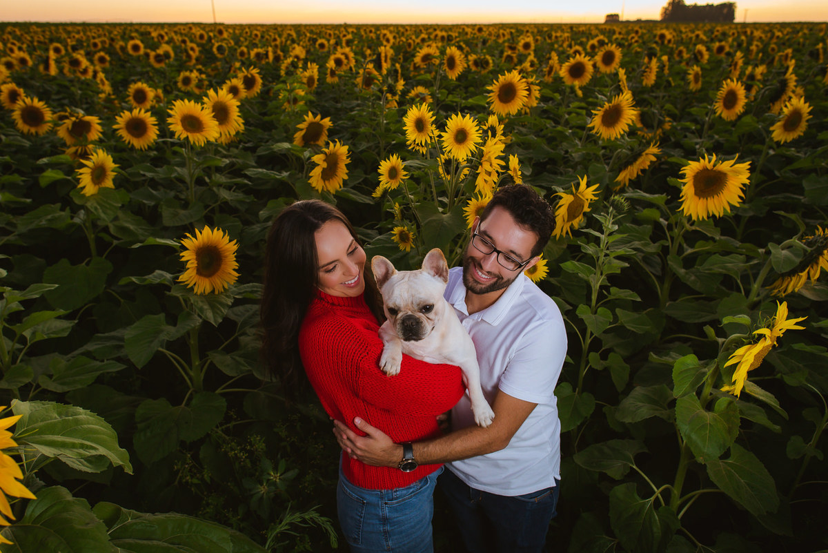 ensaio romantico ao por do sol, ensaio, girassol, rio paranaiba