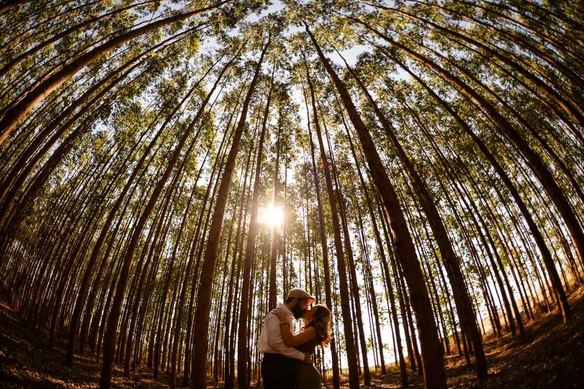 foto feito com o sol de fundo com o casal se beijando em um plantação de eucaliptos em Holambra cidade das flores 