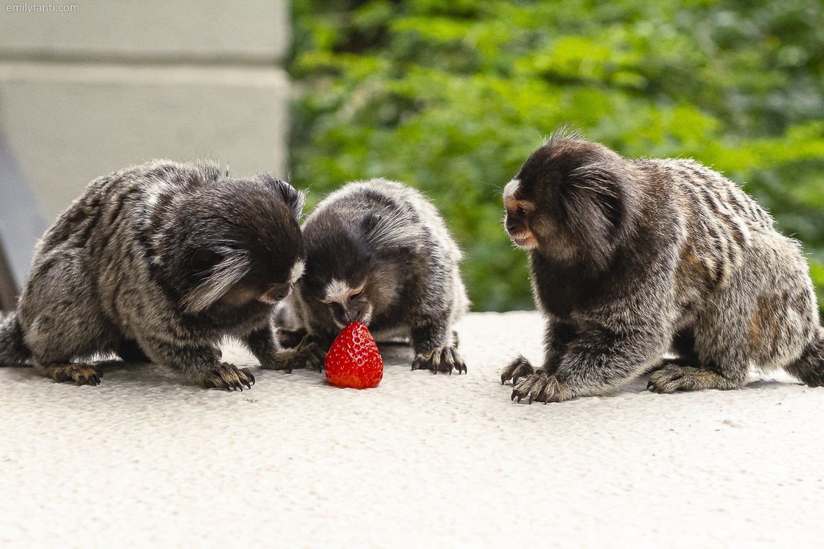 aniversário 80 anos, aniversário 90 anos, aniversário adulto, aniversário de 70 anos, centenário, cobertura de aniversário, especialista em fotografia de família, fotografia de família, fotografo de aniversário, aniversário de 100 anos, emily fanti