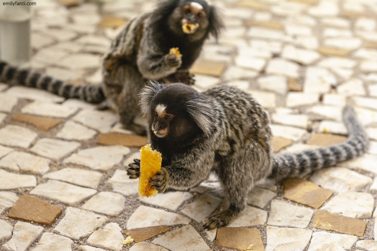 aniversário 80 anos, aniversário 90 anos, aniversário adulto, aniversário de 70 anos, centenário, cobertura de aniversário, especialista em fotografia de família, fotografia de família, fotografo de aniversário, aniversário de 100 anos, emily fanti
