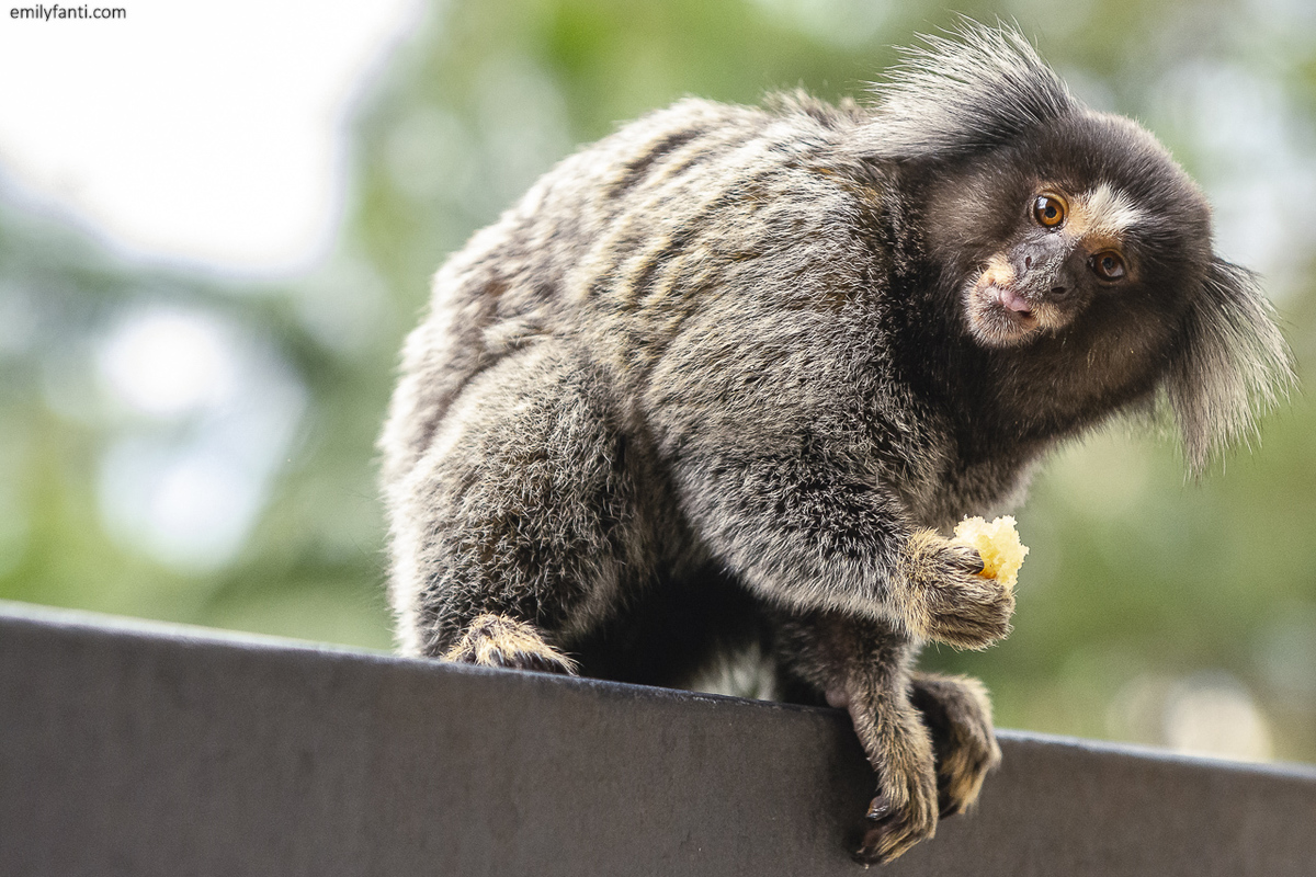 aniversário 80 anos, aniversário 90 anos, aniversário adulto, aniversário de 70 anos, centenário, cobertura de aniversário, especialista em fotografia de família, fotografia de família, fotografo de aniversário, aniversário de 100 anos, emily fanti