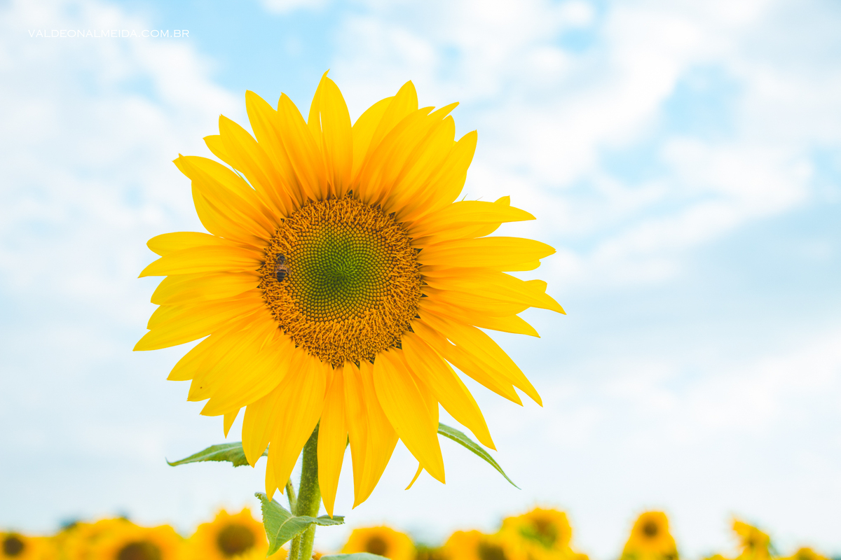 Ensaio Pre Wedding Luiza e Lucas na plantação de girassol em Holambra