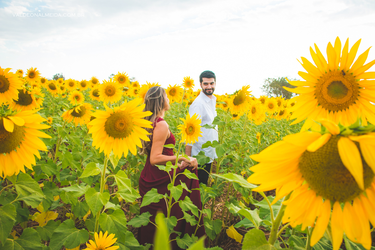 Ensaio Pre Wedding Luiza e Lucas na plantação de girassol em Holambra