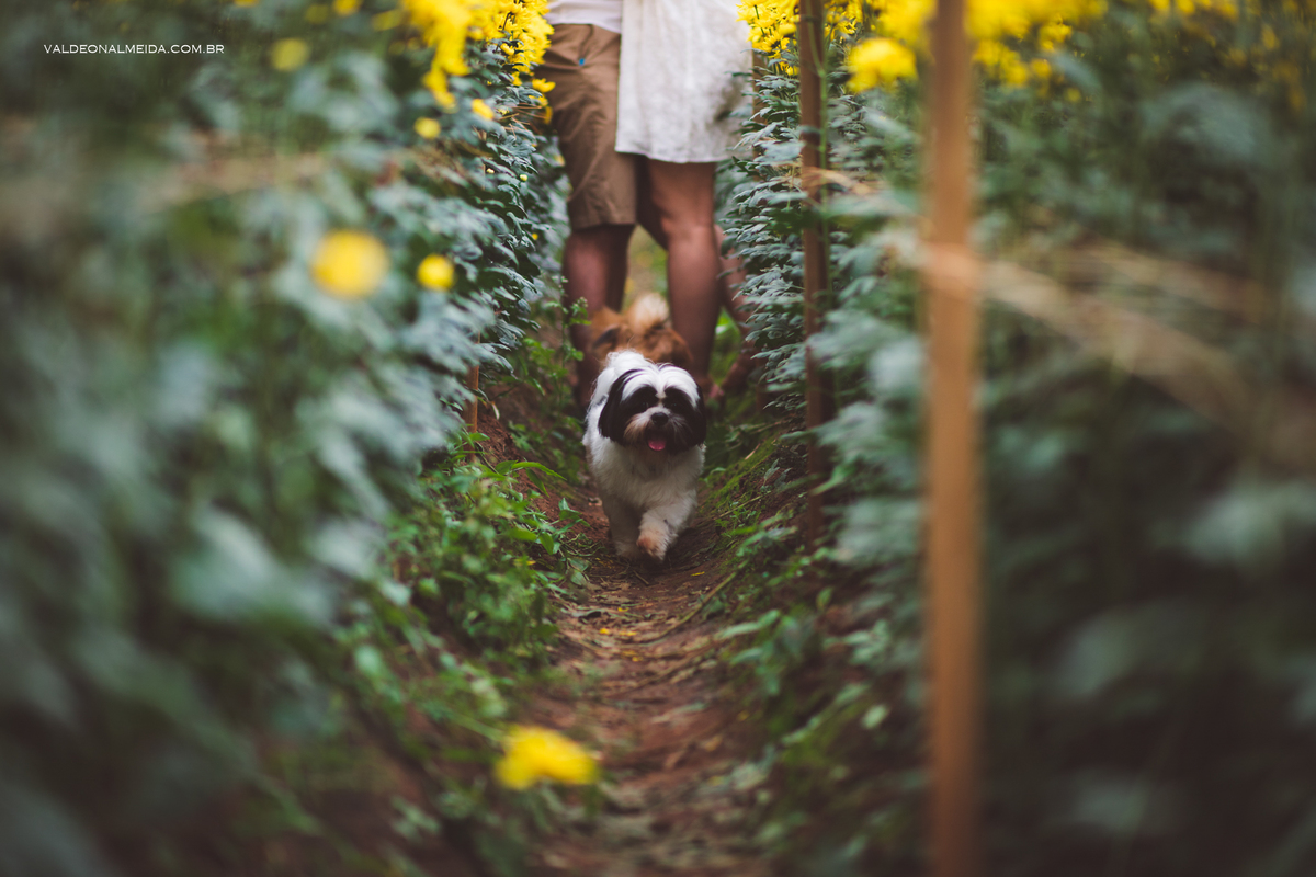 Ensaio Pre Wedding Estela e José em Holambra