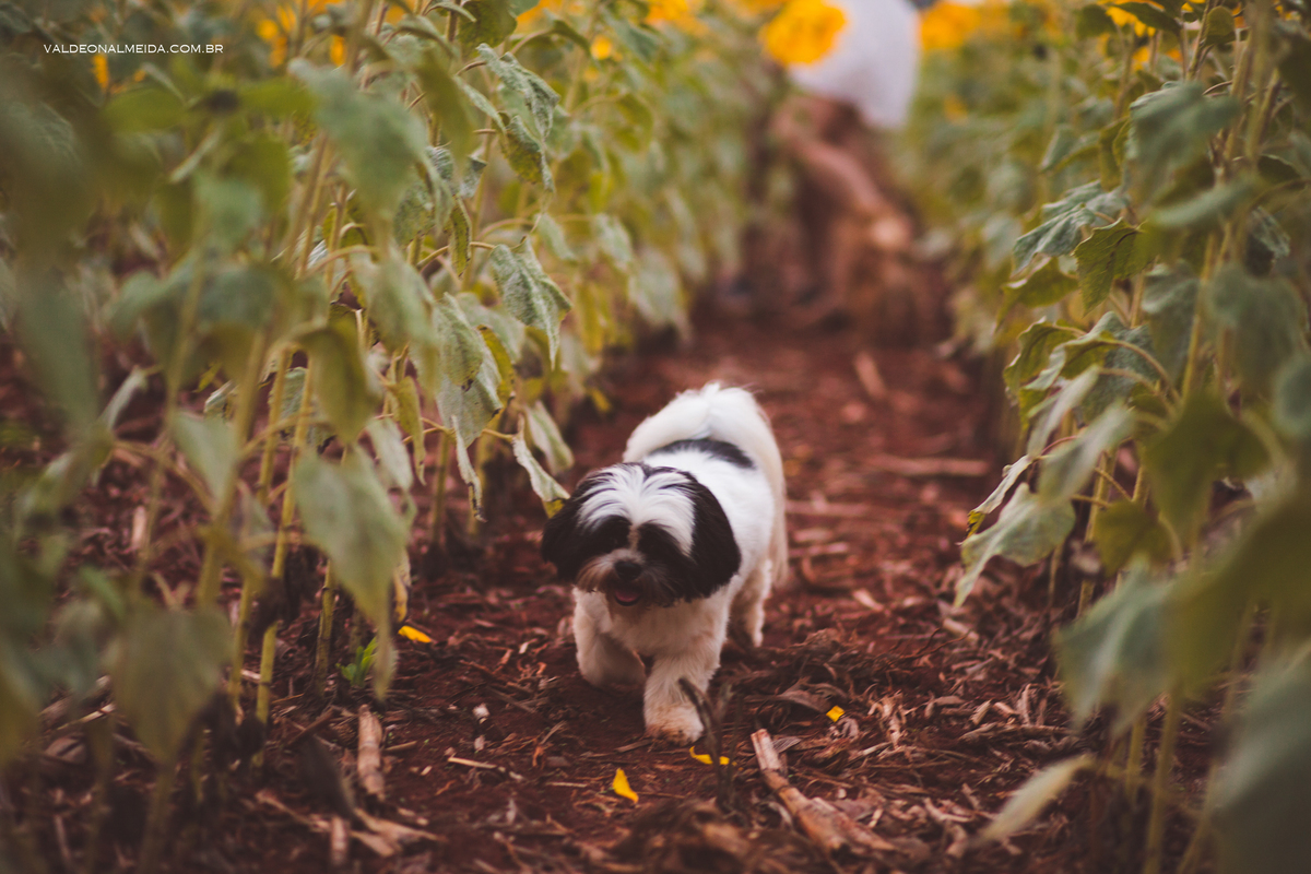 Ensaio Pre Wedding Estela e José em Holambra