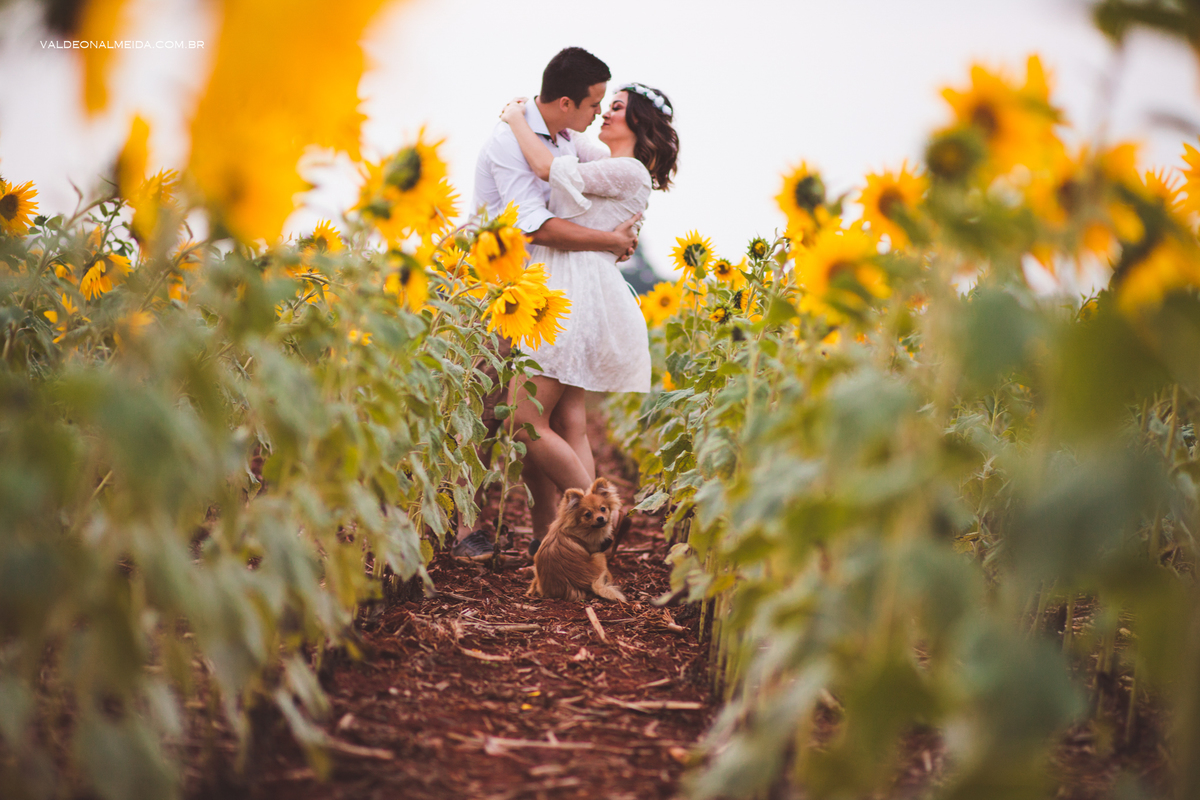 Ensaio Pre Wedding Estela e José em Holambra