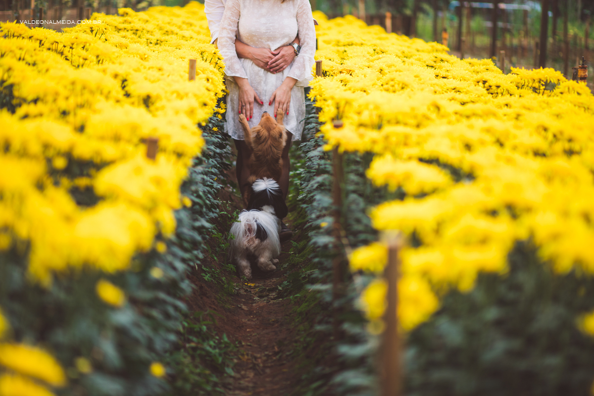 Ensaio Pre Wedding Estela e José em Holambra