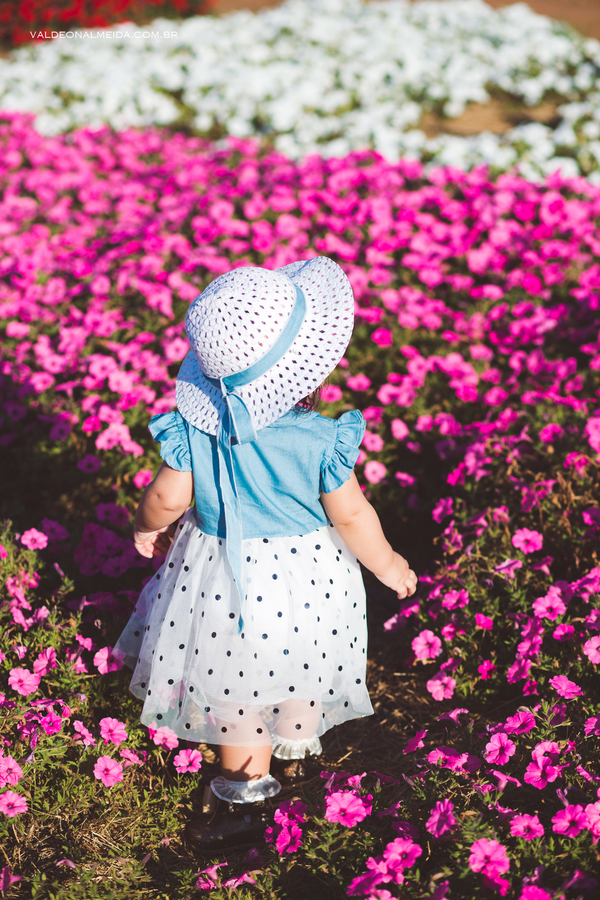 Ensaio de aniversário em Holambra