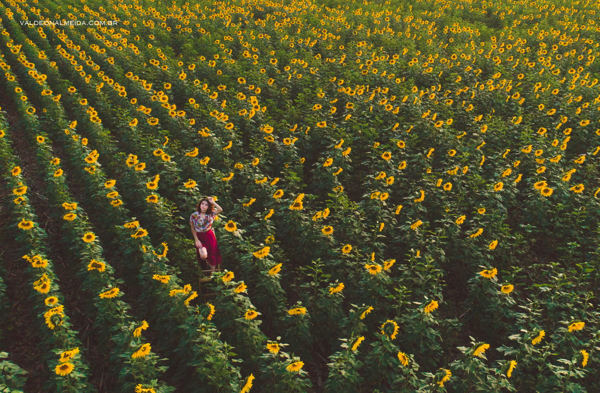 Ensaio feminino em um campo de girassol em Holambra