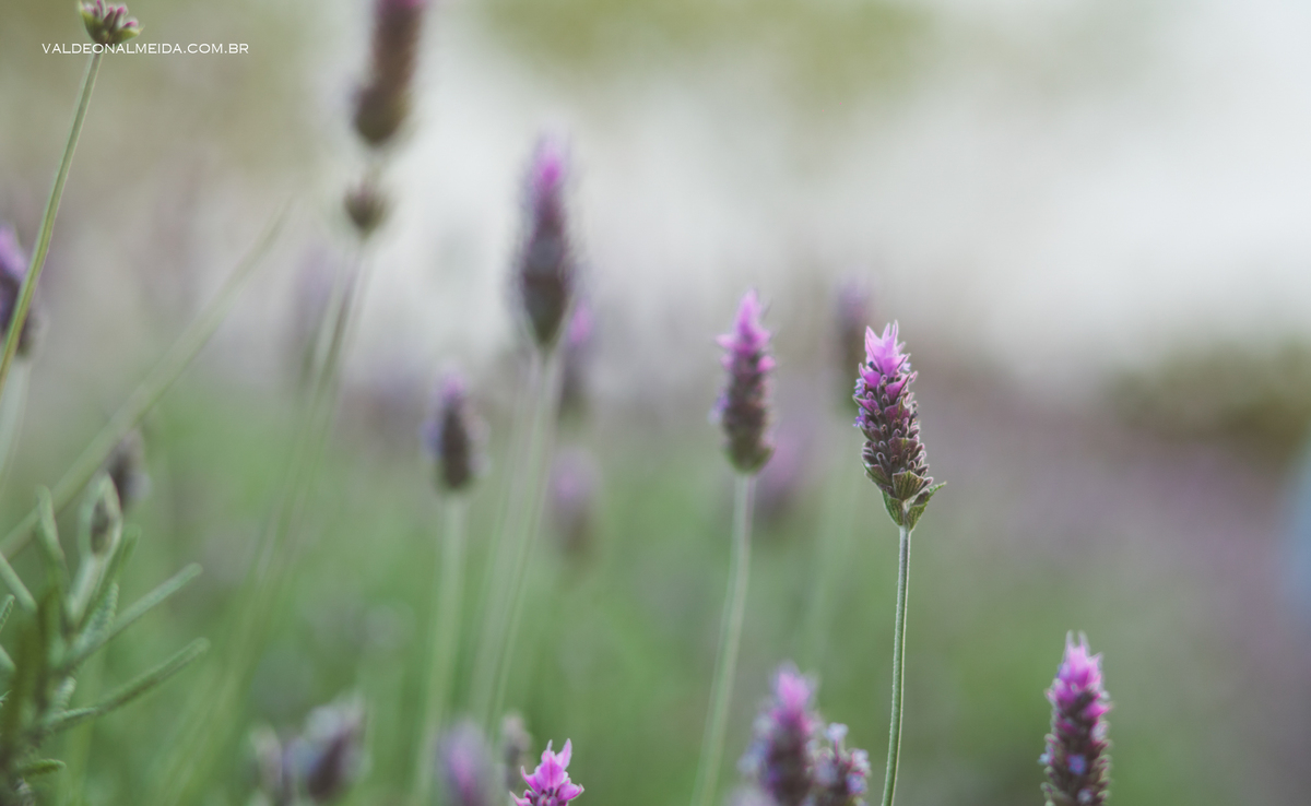 Ensaio de gestante em Holambra em uma plantação de lavanda
