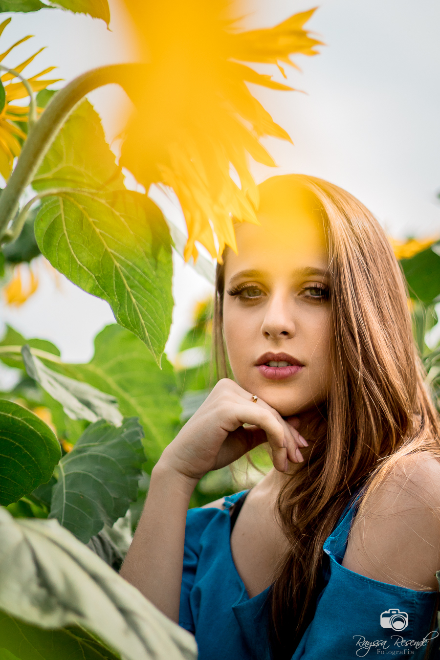 menina posando pra foto no campo de girassois em uberaba na alta genetics do brasil