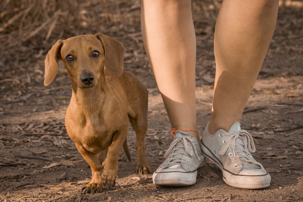 Fotógrafo de debutante e 15 anos em Niterói e Rio de Janeiro Gilson Freitas Nossa Casa Estúdio Parque da Cidade Bosque de eucaliptos adolescente teen por do sol outono vestido londo short jeans maquiagem ensaio fotográfico na floresta Dachshund