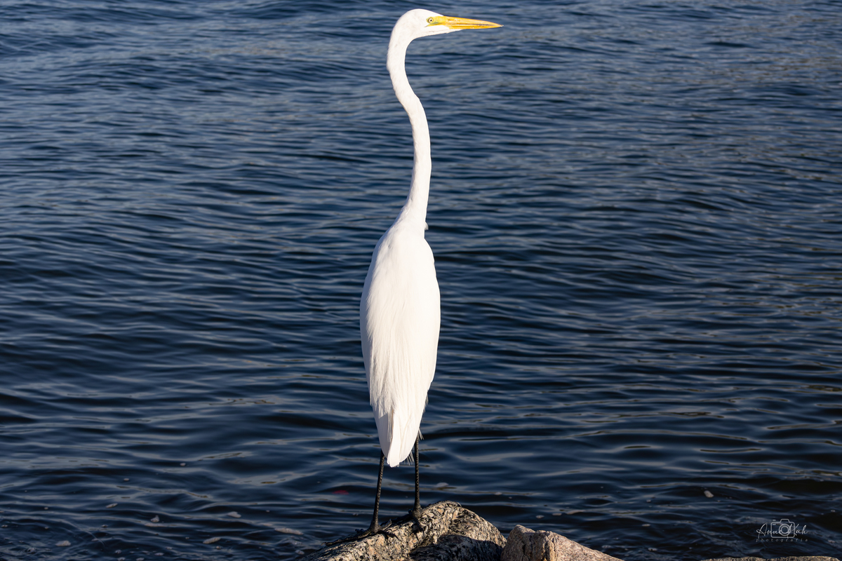 Garça branca grande