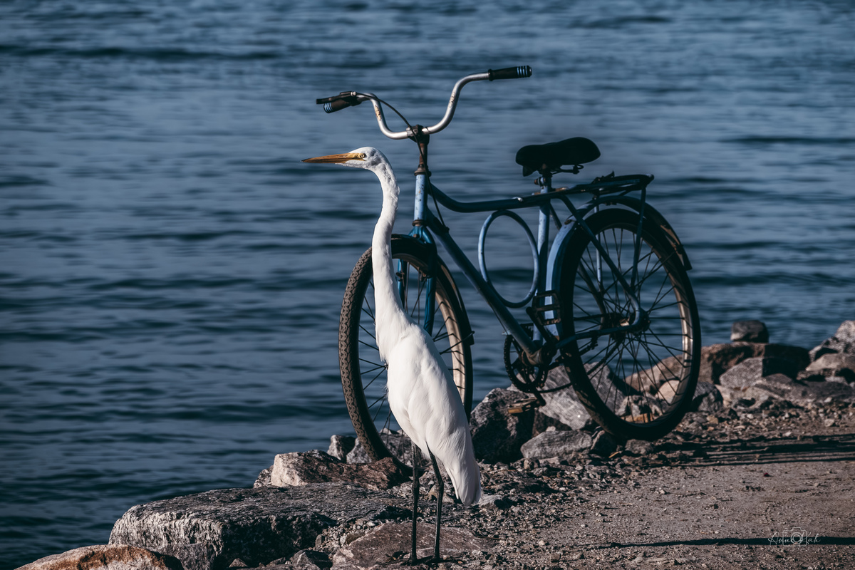 Garça branca grande