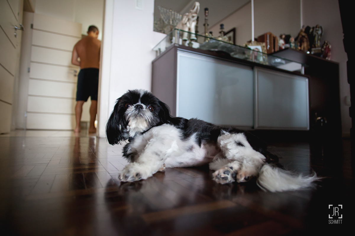 shi-tzu no making of noivo