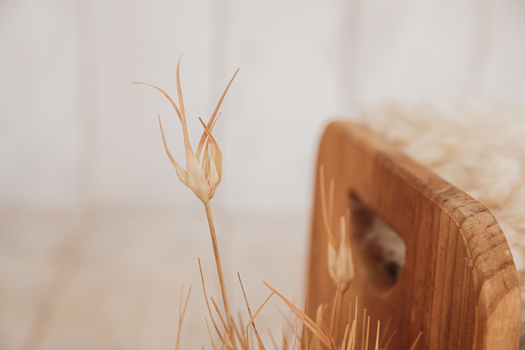 flores secas detalhe da cama cenário newborn 