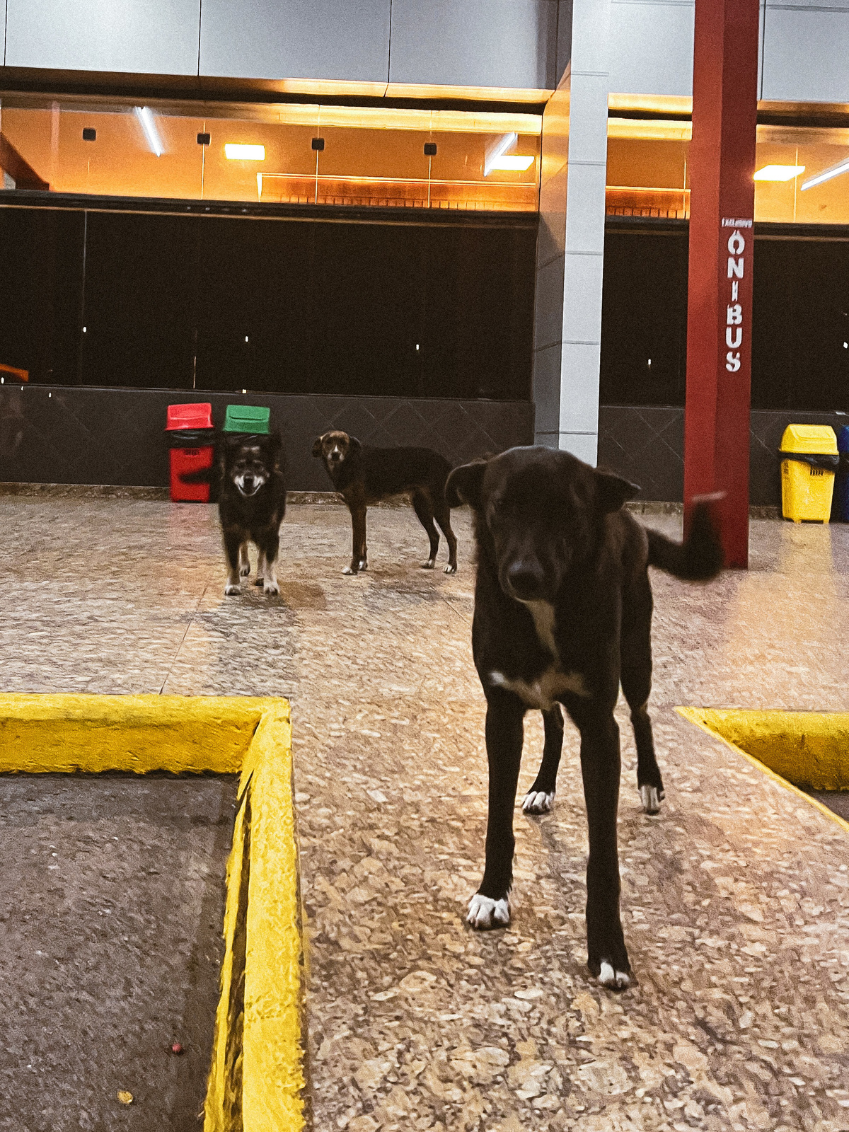 Um grupo de fofíssimo Jaguaras