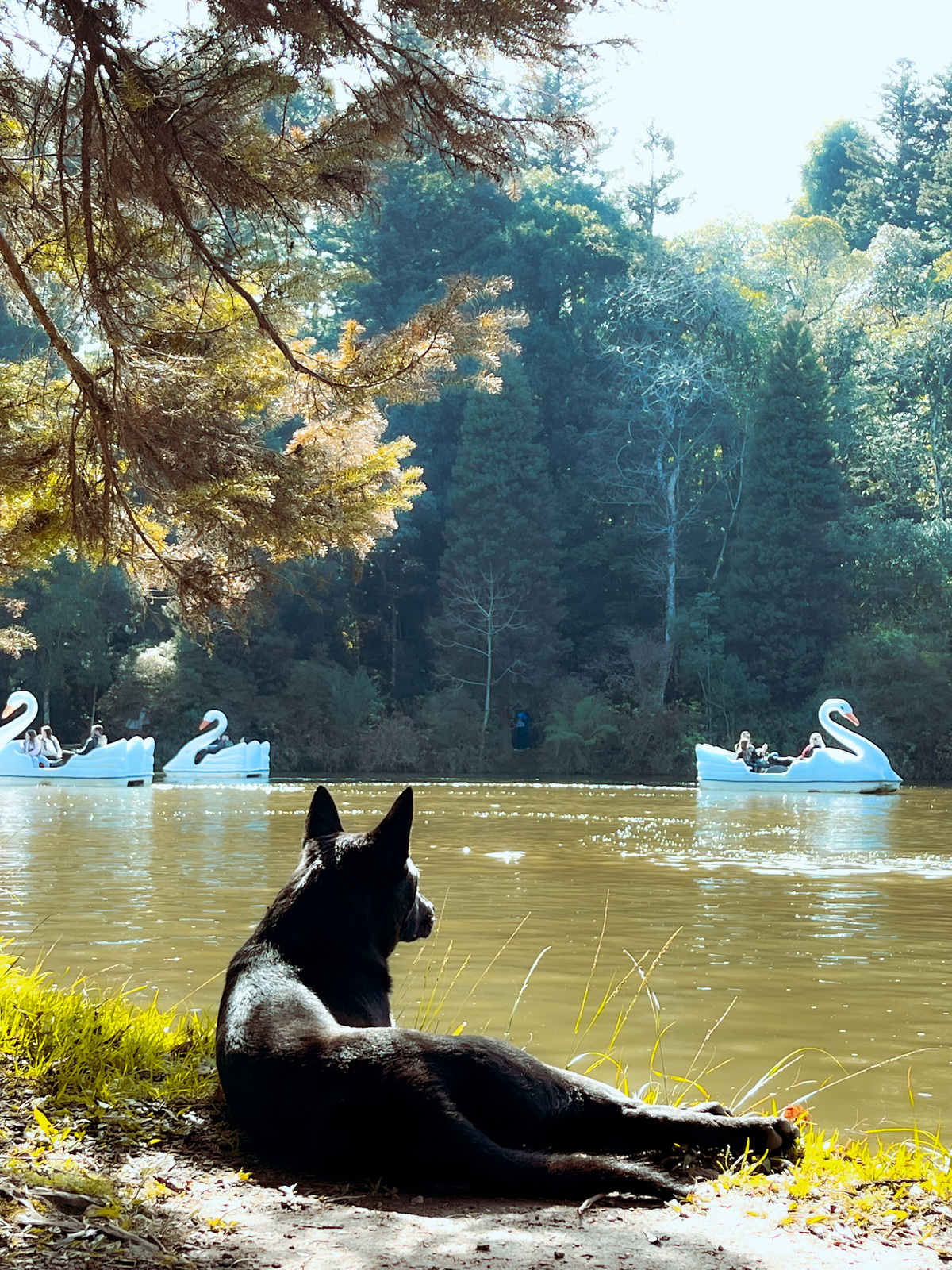 Jaguara olhando o lago